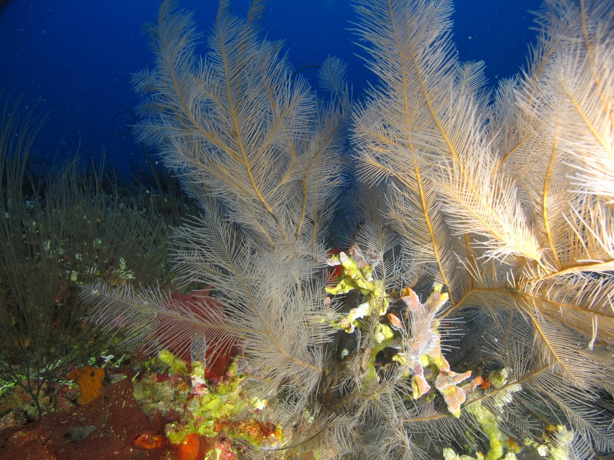 FGBNMS's tweet photo. Happy #WorldReefDay!
Take time today to consider how vibrant reef habitats influence your life--the seafood you eat, the medicines you take, the vacation destinations you enjoy. Hooray for reefs!
#ReefDay #CoralReefs https://t.co/cSbeyuNLyv