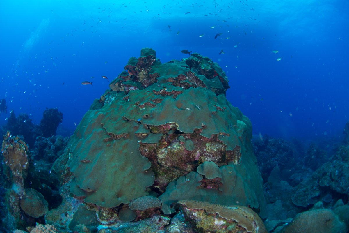 FGBNMS's tweet photo. Happy #WorldReefDay!
Take time today to consider how vibrant reef habitats influence your life--the seafood you eat, the medicines you take, the vacation destinations you enjoy. Hooray for reefs!
#ReefDay #CoralReefs https://t.co/cSbeyuNLyv