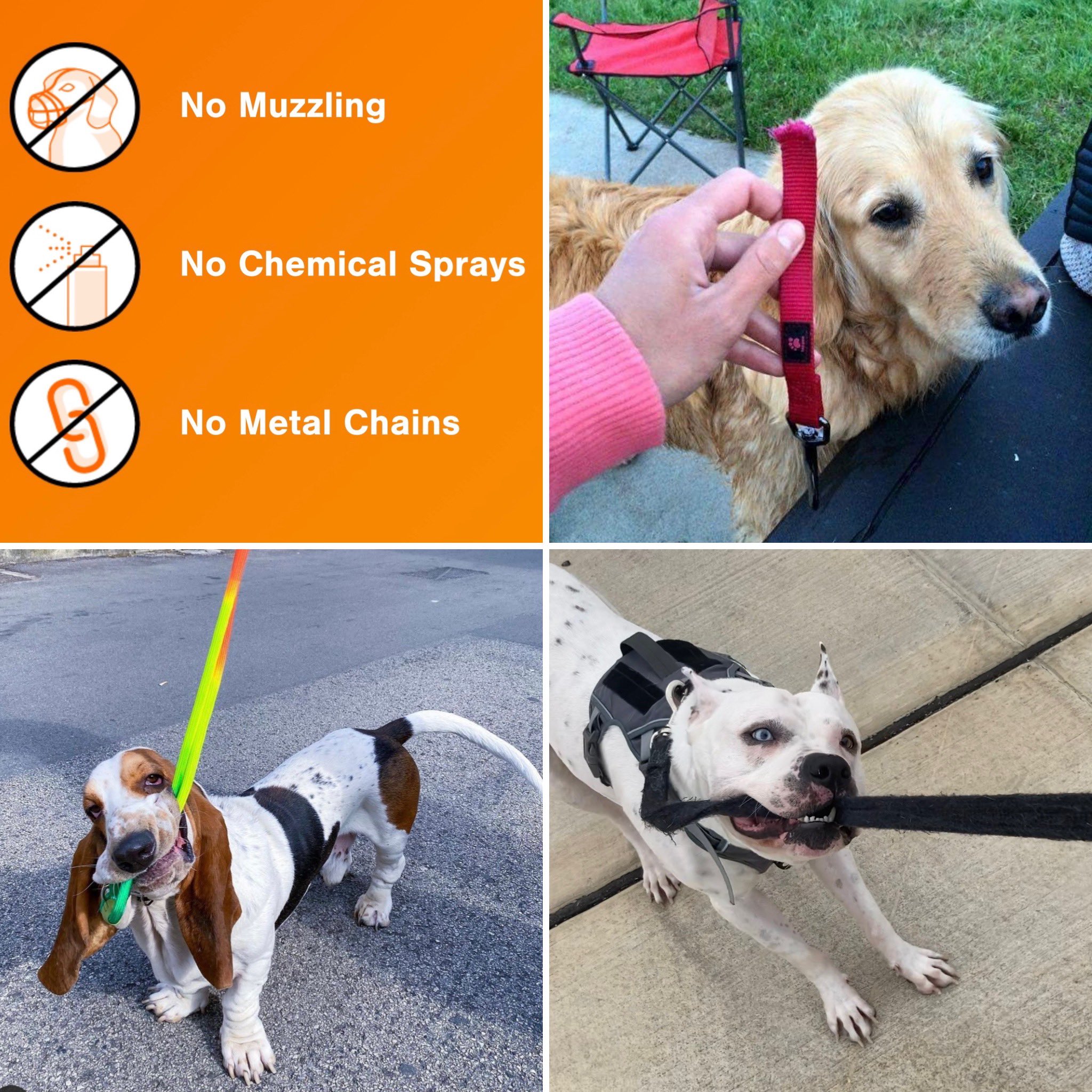Anti shop chew leash