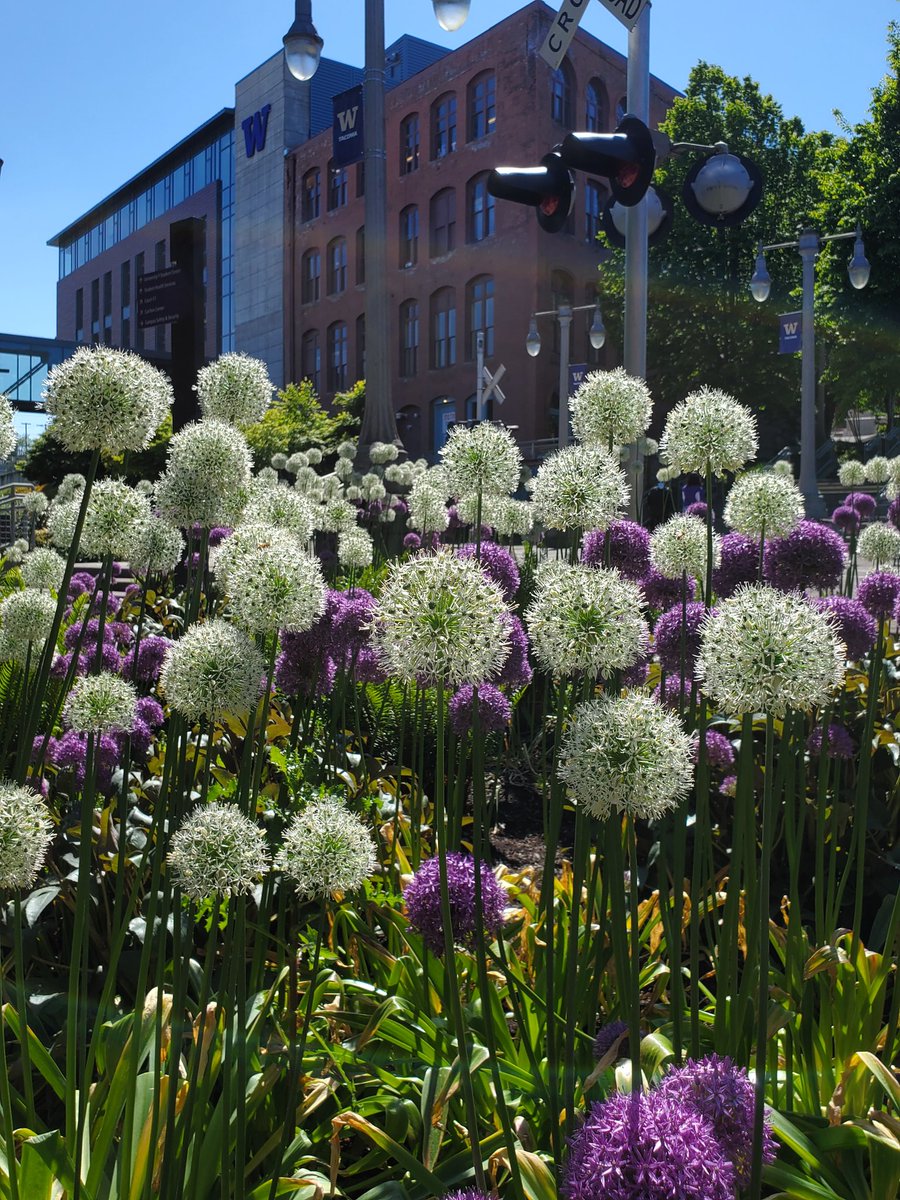 Allium definitely look like something from The Lorax.
