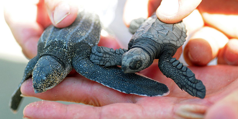 PVAngels tweet media