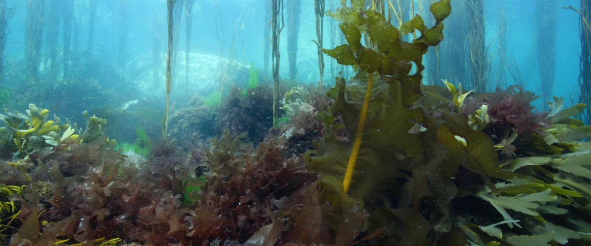 The Laboratory of Integrative Biology of Marine Models (LBI2M) at the Roscoff Marine Station has an open position for a CNRS Junior Professor in functional genomics of macroalgae.
emploi.cnrs.fr/Offres/CPJ/CPJ….

Application deadline is Aug 31st, 2022.