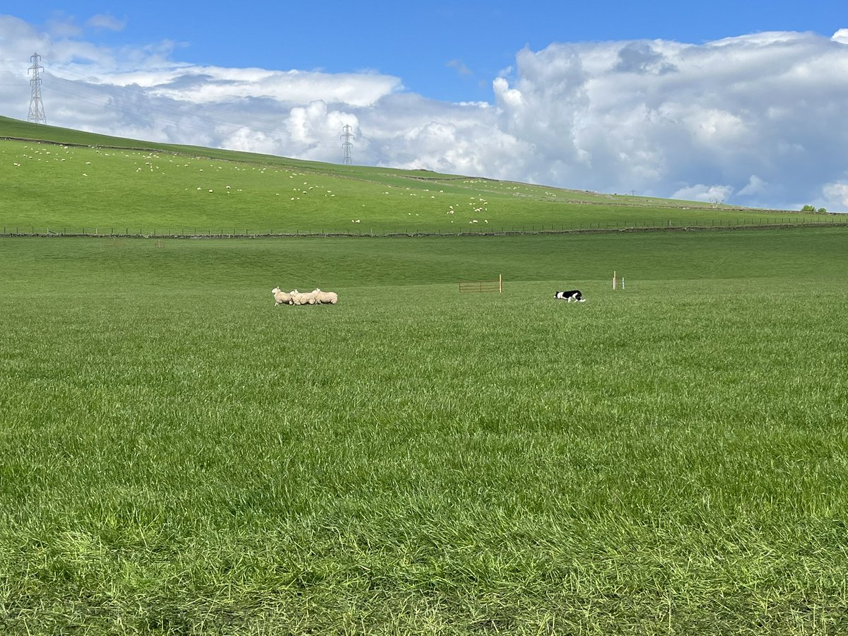 MissSpark tweet media