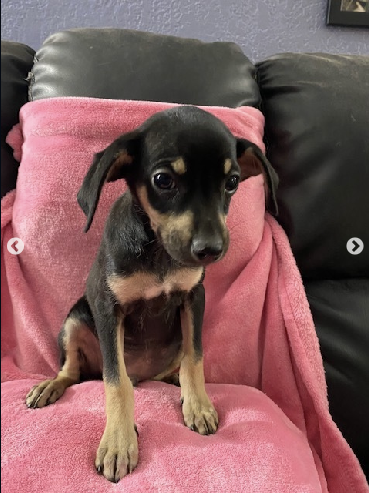 pets911id's tweet photo. Meet Anger or “Angie!” Anger lives in a children’s foster home, where the kids get to pick names for their foster dogs from their favorite movies. This time they chose the movie upside down! She gets along great with kids and dogs. https://t.co/QDfzBViaM6 https://t.co/U0W3LOmVET