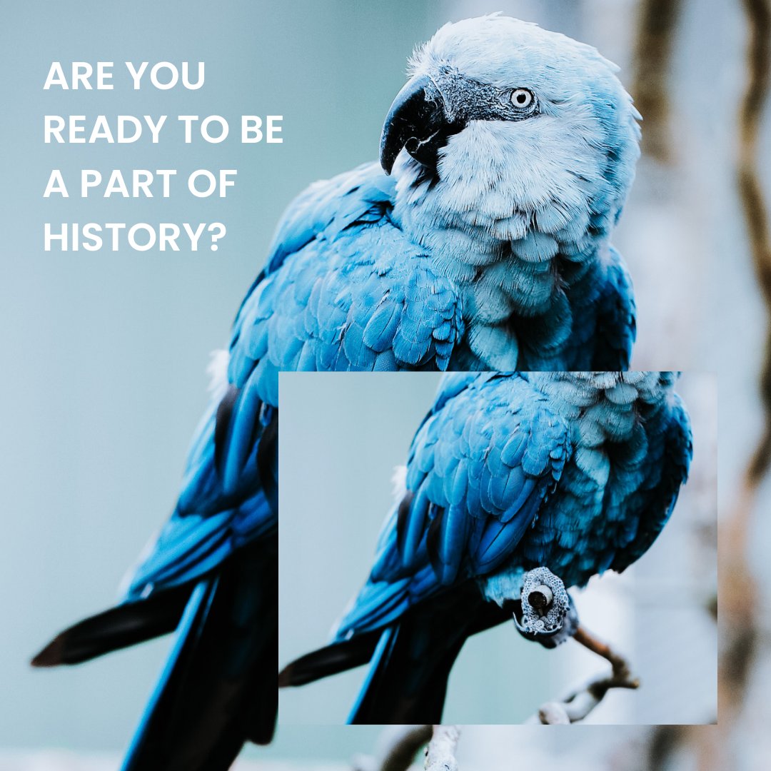 unextinct_'s tweet photo. Are you ready to be a part of history?
For UNEXTINCT, Tim and his team are personally flying out to capture the Spix's Macaws in their enclosures.
#SPIXSARECOMINGHOME #NFTCommunity #NFTdrops #TimFlach https://t.co/6048jhOjSE