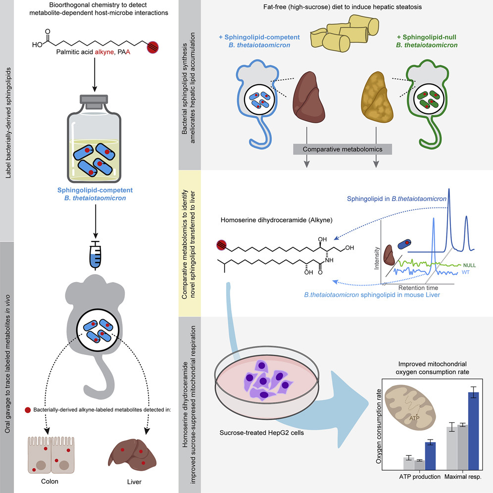 Metabolites, Free Full-Text