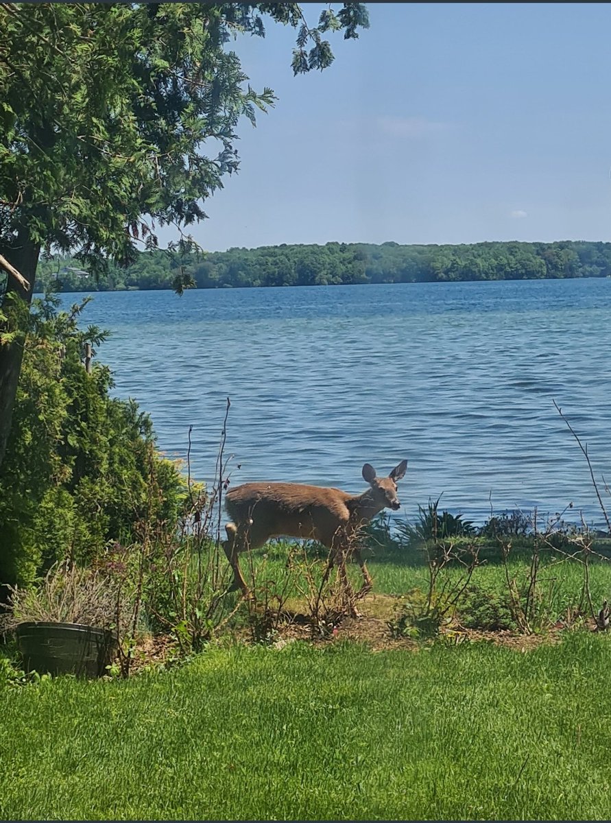 MurdockBig's tweet photo. Thank you Ron for letting us use your cottage this week. Poncho is enjoying some R&amp;R, Domingo is taking a dip.. and I'm feeding the deer (just joking). #chandoslake #retiredlife https://t.co/IuJPlJ8PCr