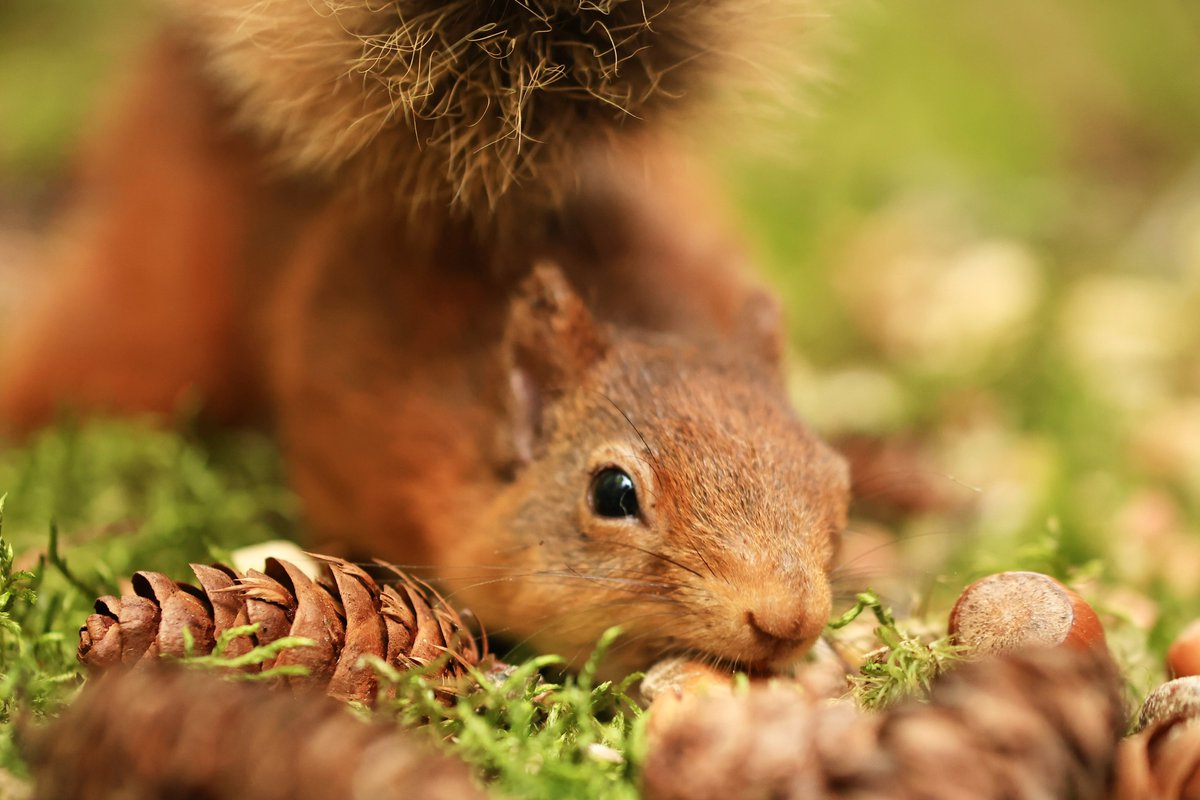 Meet Hazel who works in The Agricultural Hotel, Penrith. I’m having a pint of <a href="/loweswatergold/">Loweswater Gold</a> there at the mo. She’s been inspired by videos of my extended family Rusty &amp; Co as I film ‘Cumbrian Red’ to do some paintings of them! How lovely is that?😊🐿 #lakedistrict #redsquirrel