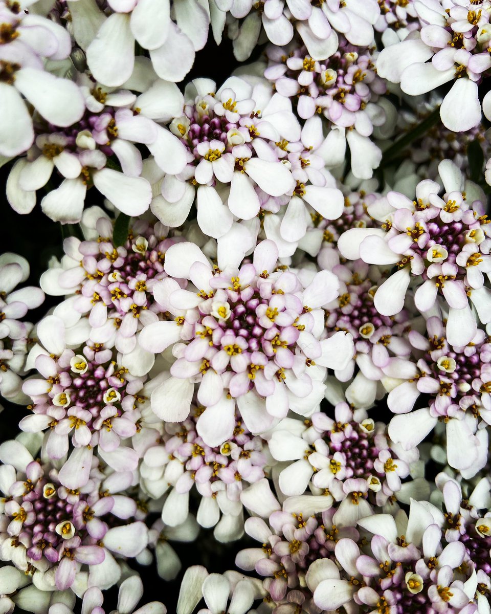 Shannon_c75's tweet photo. #photography #flowers #flowerphotography https://t.co/B9EcW0zlbS