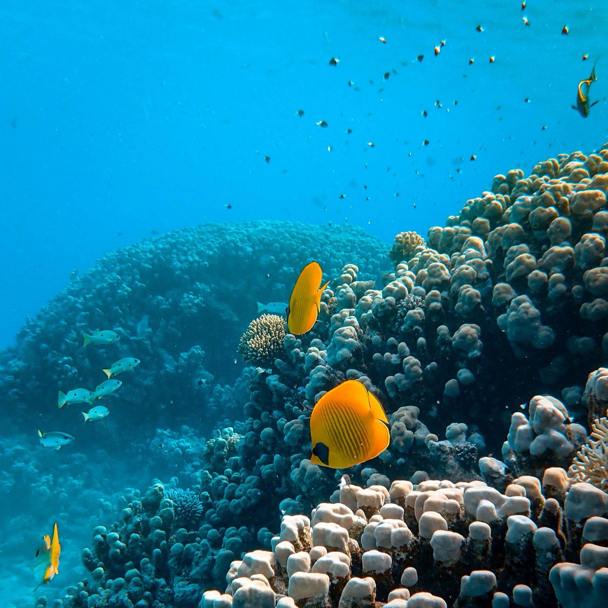 Celebrate #WorldReefDay2022 by reading about how we can center Indigenous knowledge in discussions regarding how we govern the world's oceans.

theconversation.com/why-indigenous… 

#regenerativerising #cultureofconnection #worldreefawarenessday2022 #indigenousknowledge #coastalcommunities