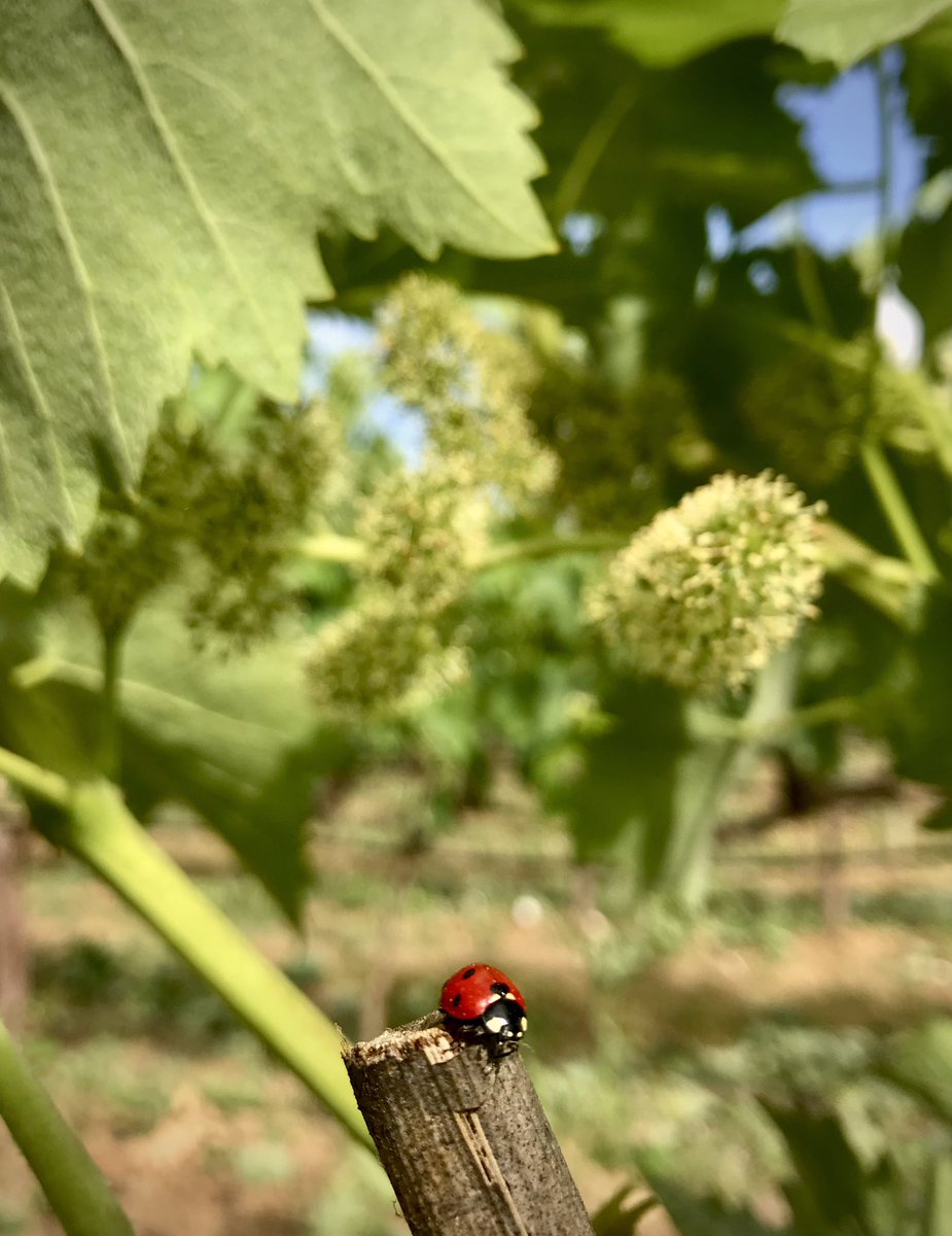 guauwine's tweet photo. Mariquitas en Can Xanet, nuestras grandes aliadas para el control de ácaros, cochinillas y pulgones perjudiciales para el viñedo y señal de una buena calidad ambiental en las viñas! ❤️🐞
#canxanet #mallorca #viticulturadeprecision #videlaterrademallorca #winelovers https://t.co/TVn7uSKMUz