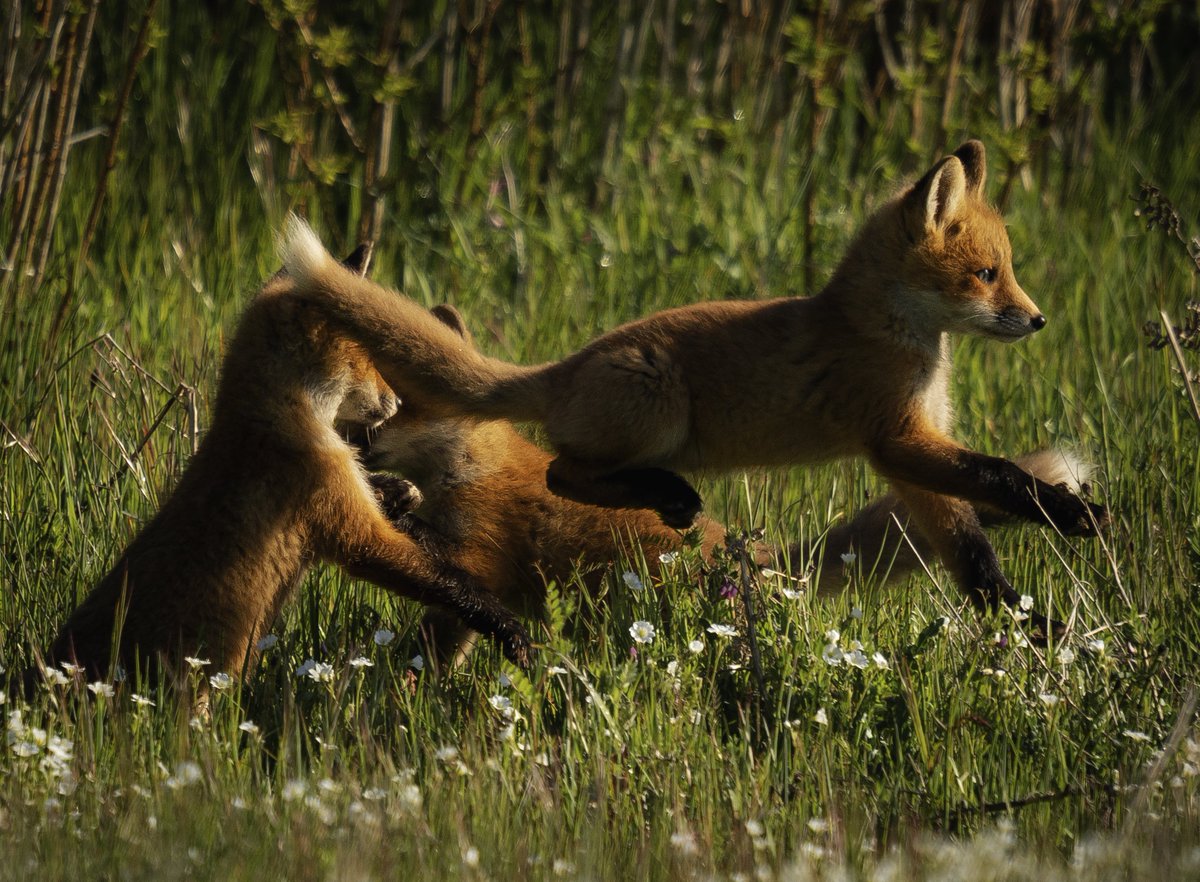 gm gm leaping through Wednesday like