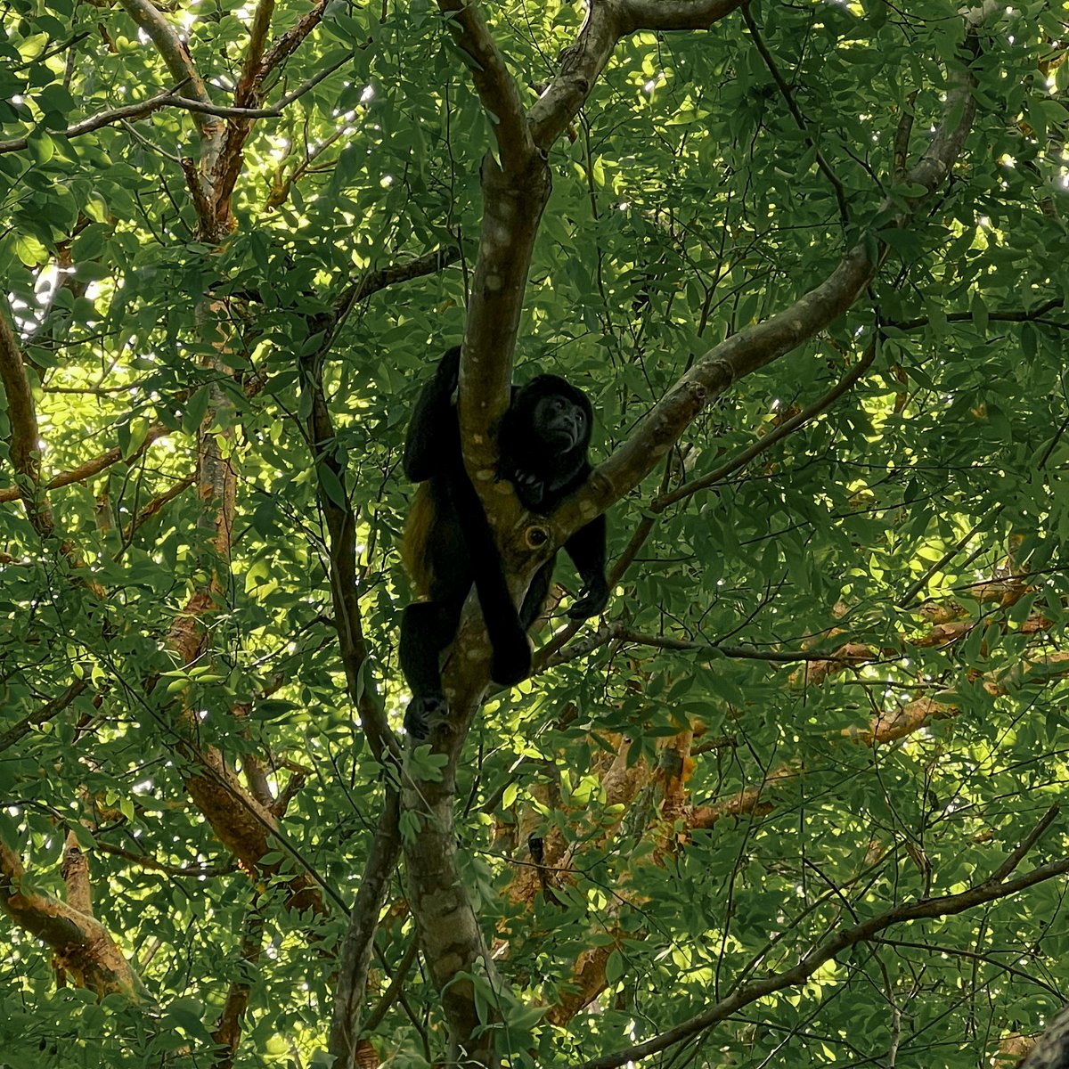 Architecture that creates a connection between you and nature. Explore the wonders of Guanacaste's Green Season meanwhile it gets wilder.