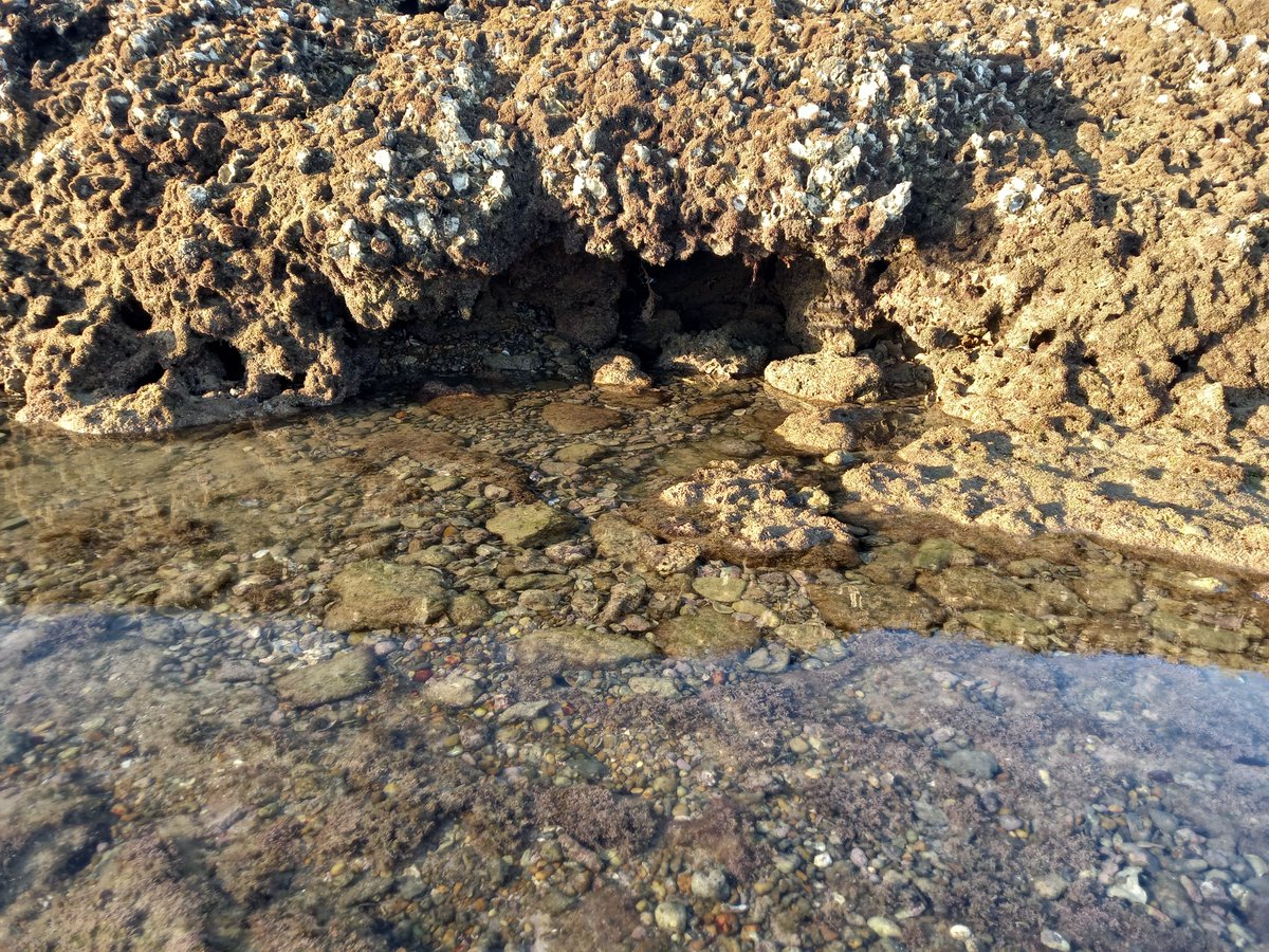 Stonefishweirs's tweet photo. When Ancient meet modern? Some of #fishweirs in Province of #Cádiz have there drainage gates of the weir covered with modern fitting like this plastic create base fitted to allow water pass in and out. Longer lasting that organic mats and cheap. #OceanDecadeHeritage #TCEHTCD https://t.co/zlRRt6O9xu