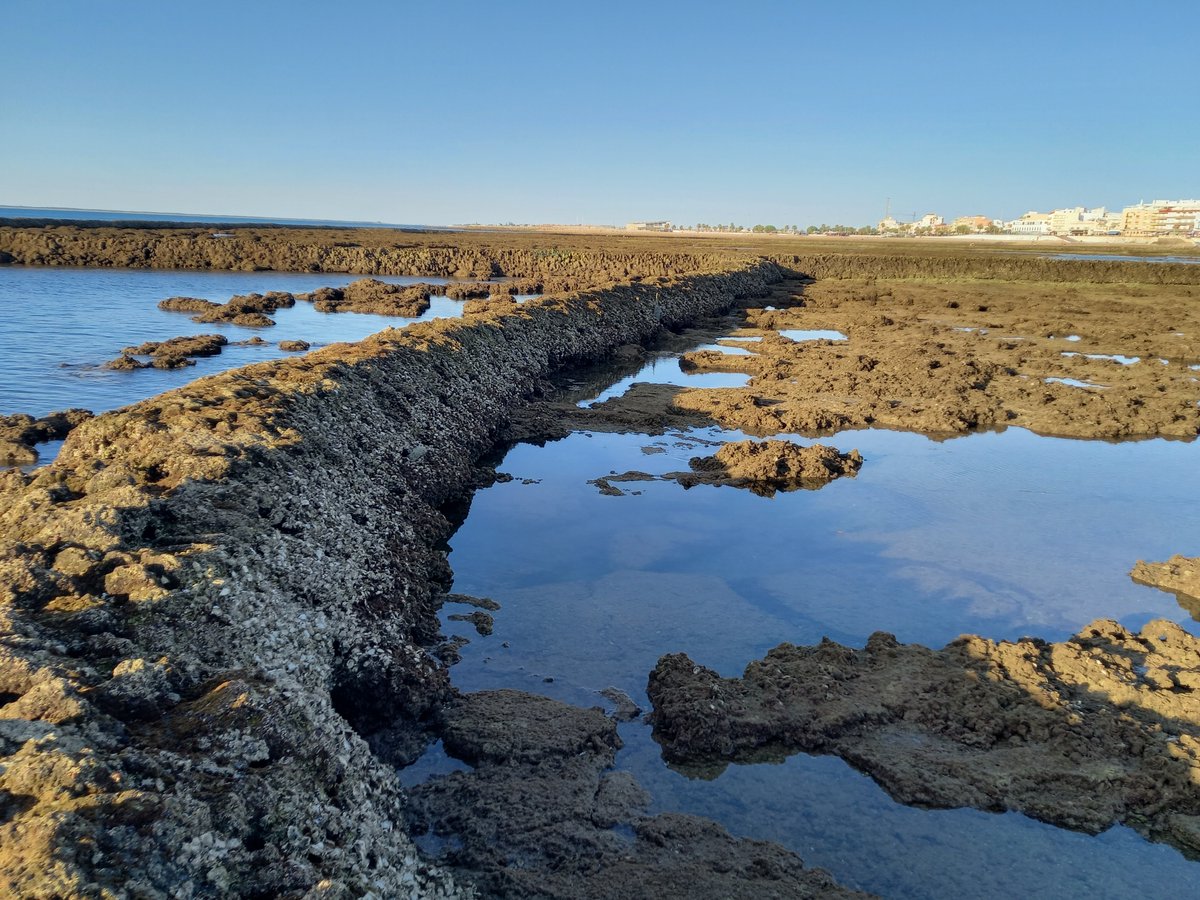 Stonefishweirs's tweet photo. When Ancient meet modern? Some of #fishweirs in Province of #Cádiz have there drainage gates of the weir covered with modern fitting like this plastic create base fitted to allow water pass in and out. Longer lasting that organic mats and cheap. #OceanDecadeHeritage #TCEHTCD https://t.co/zlRRt6O9xu