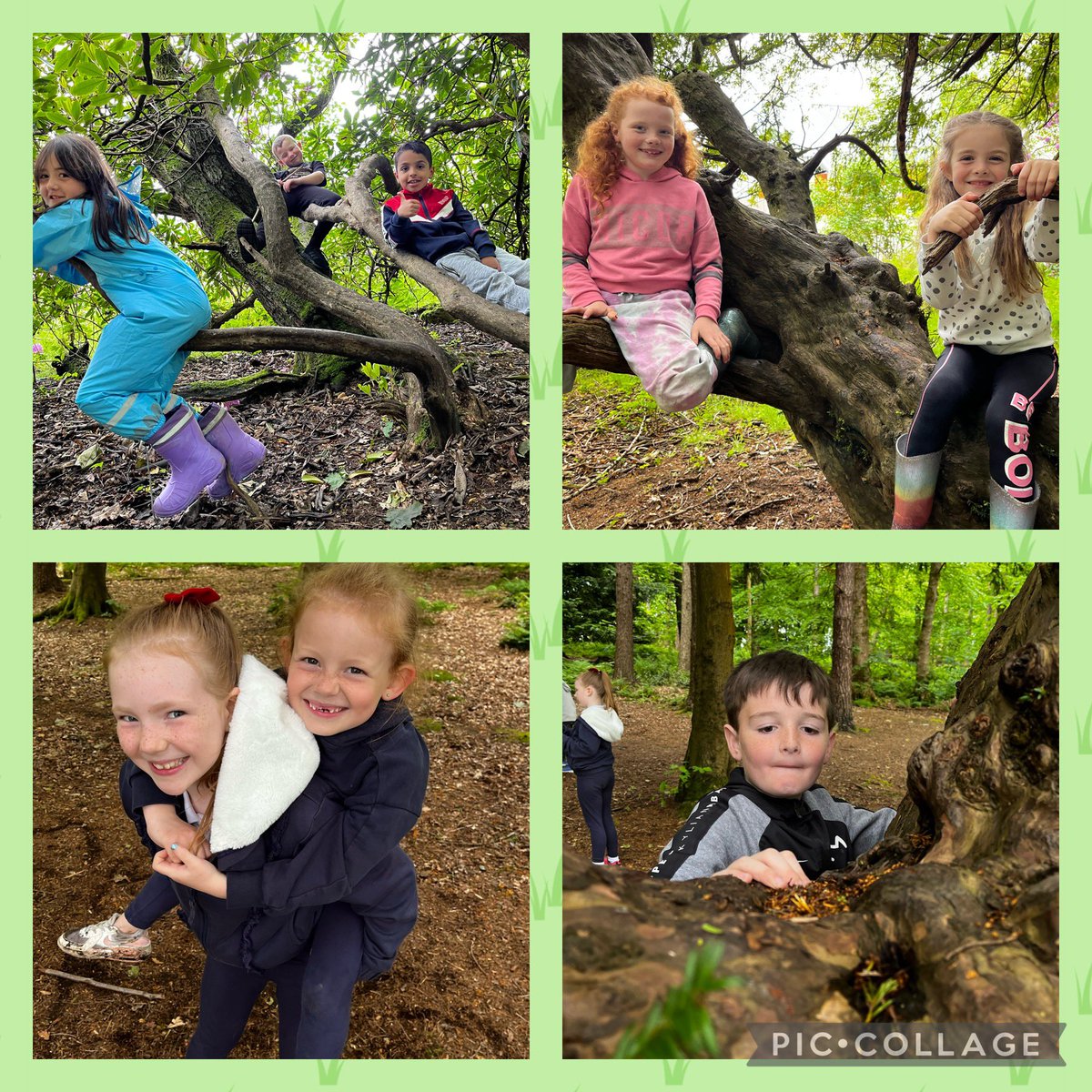 Miss Harvey - Primary 3 tweet media