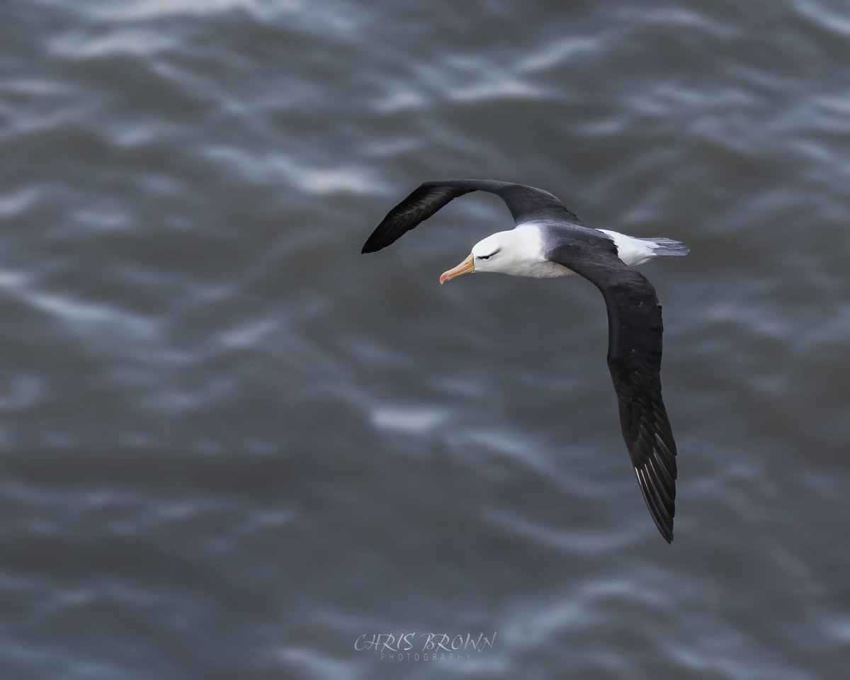 chrisbrownraw's tweet photo. Black Browed Albatross @Bempton_Cliffs yesterday afternoon. Was great to catch a glimpse and get a few images. Well worth the trip and wait 😬 https://t.co/mV0460fVgS