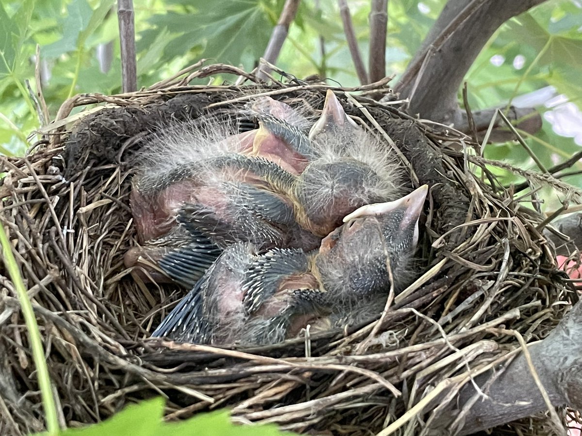 MerryMurray's tweet photo. The babies are looking more like birds every day.  Momma was dive bombing us on the other side of the yard this morning! #babybirdwatch https://t.co/VL67OYQHSx