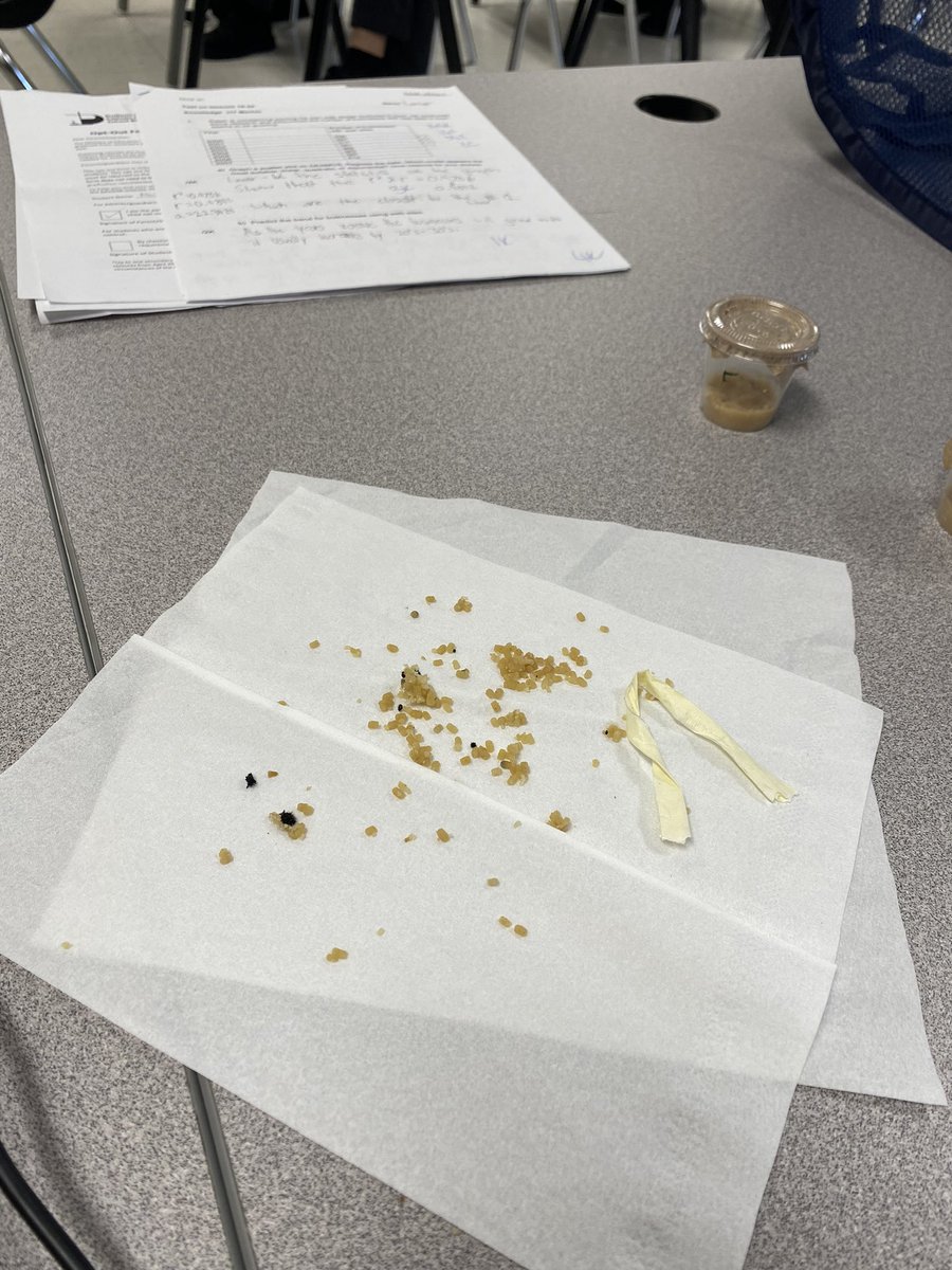 WendyLarm's tweet image. It’s 🧹💩 day on CCN @CardinalLegerSS today! Jasper 🐛 was not happy about having his frass moved (damaged) for climbing, but after having a clean habitat, today was a LOTSA movement day! @DpExperiential #LancerLearning #GrowingStrong