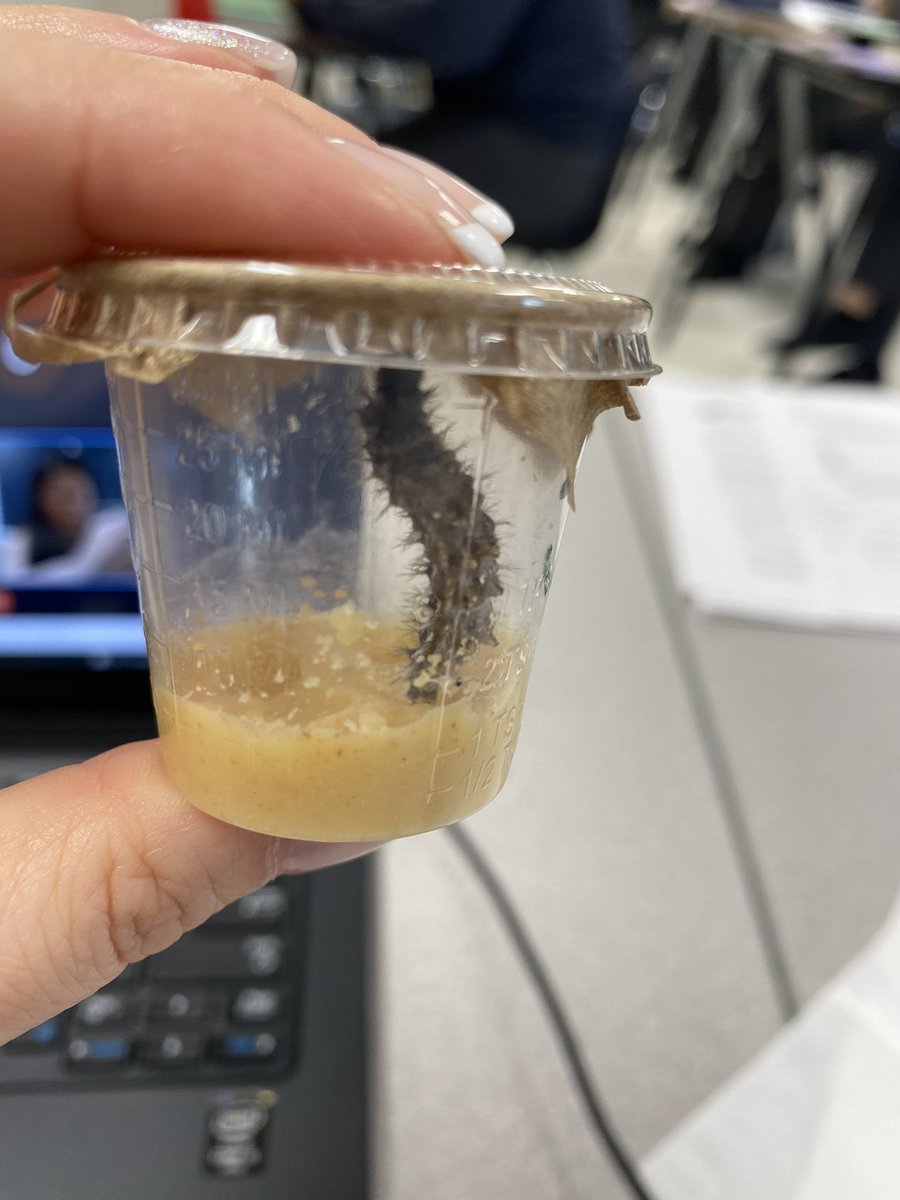 WendyLarm's tweet image. It’s 🧹💩 day on CCN @CardinalLegerSS today! Jasper 🐛 was not happy about having his frass moved (damaged) for climbing, but after having a clean habitat, today was a LOTSA movement day! @DpExperiential #LancerLearning #GrowingStrong