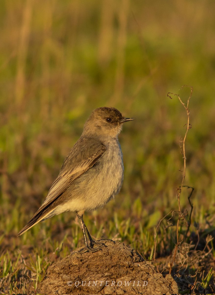 Nicoaraya_s's tweet photo. Ya hacen notar su presencia en los sectores costeros, la DORMILONA de cara negra (Tontita) es una especie migratoria quien nos visita en la temporada de otoño e invierno.

Conoce esta y otras especies más en https://t.co/cqOO2IikF2
#bird #birdsofchile #avesdechile @CaminosdeChile https://t.co/vgJJxFwhgy