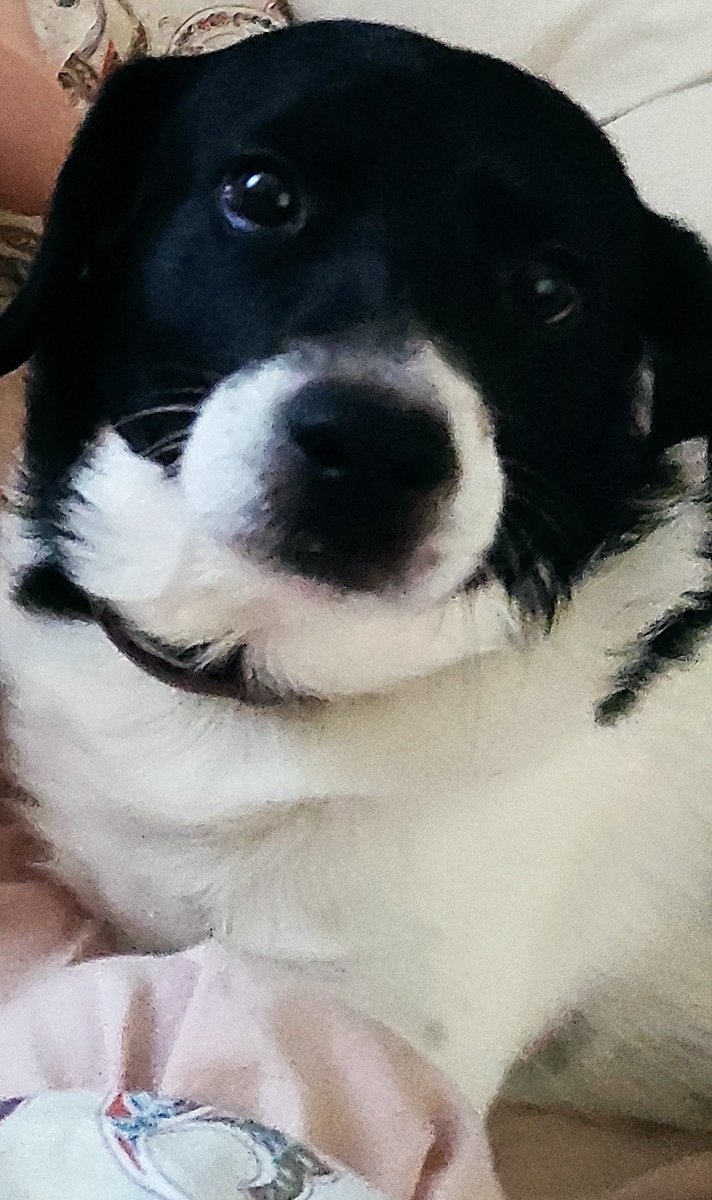 Isalopez_93's tweet photo. Hola pido máxima difusión.
Busco una persona que venga a Barcelona o zona Bages, que pueda traerme a mi perro, mi familia en Madrid puede quedarse con el y necesito traerlo, ese perro es mi hogar. https://t.co/bNKJqwgOol