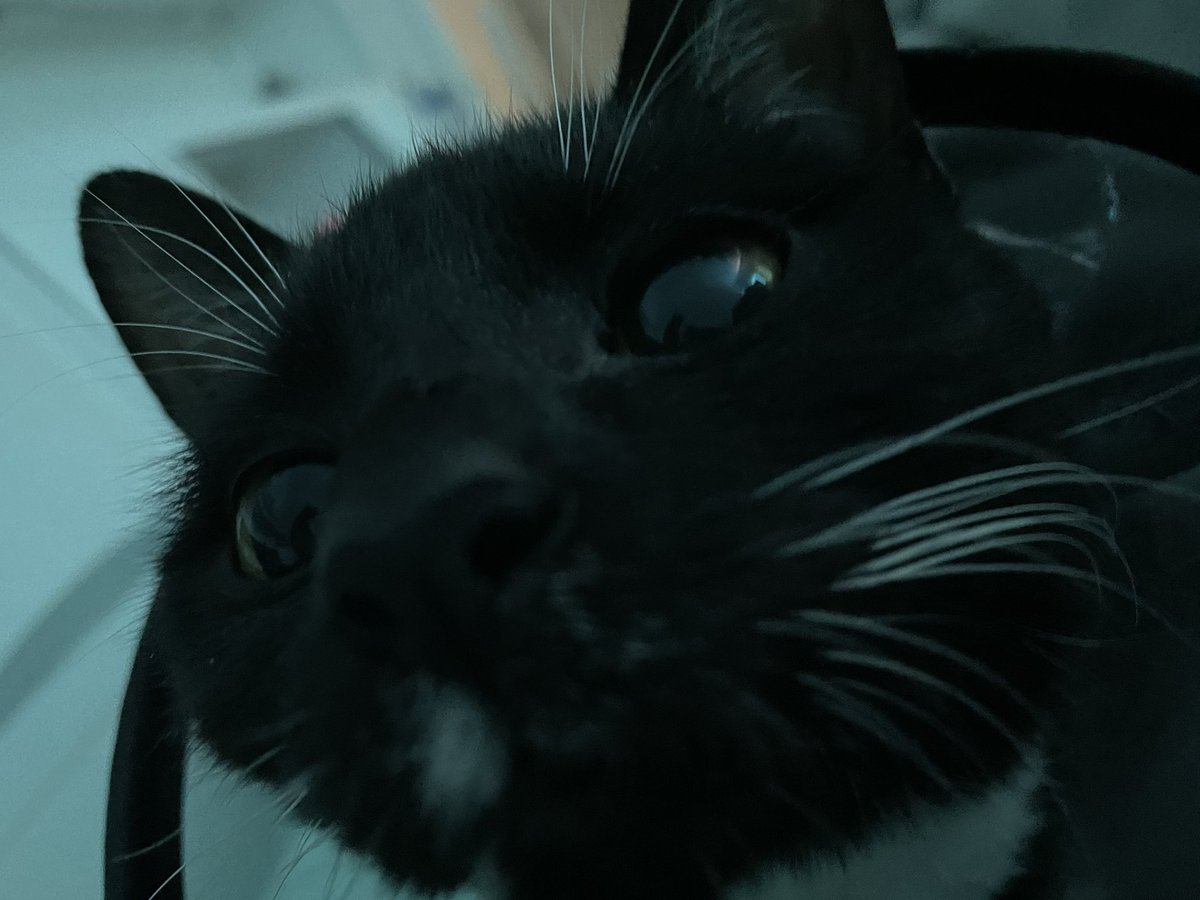 Boop #CatsOfTwitter #CatsofTwittter