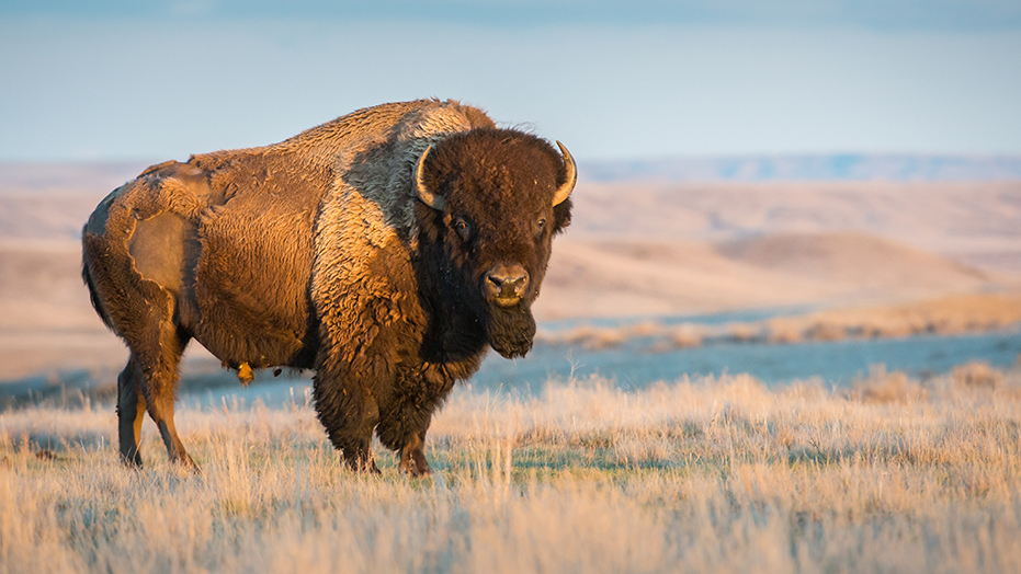 newsinvideos's tweet photo. ##Bison #Gores #Ohio #Woman at #Yellowstone #National #Park, #Tosses her 10 #Feet in #Air
#US_National_News
https://t.co/rZREDZmiYJ https://t.co/3KLksvIo3v