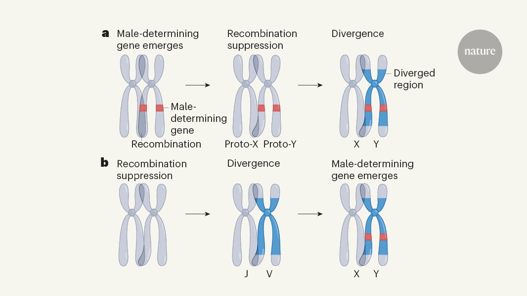 Nature News & Views (@naturenv) on Twitter photo The discovery of a chromosome predisposed for sex suggests an unexpected order of events for sex-chromosome evolution, say <a href="/judithmank/">Judith Mank</a> & <a href="/Y_Lin_Evo/">Yuying Lin</a> in this N&V
go.nature.com/3aeSiQe The discovery of a chromosome predisposed for sex suggests an unexpected order of events for sex-chromosome evolution, say <a href="/judithmank/">Judith Mank</a> & <a href="/Y_Lin_Evo/">Yuying Lin</a> in this N&V
go.nature.com/3aeSiQe