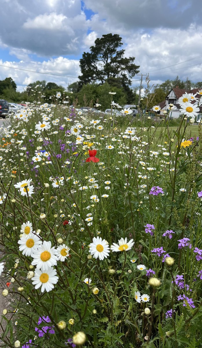 PippaLongley's tweet photo. Hello June 🌼🌺🌸🌻 https://t.co/TvkH4eFeWl