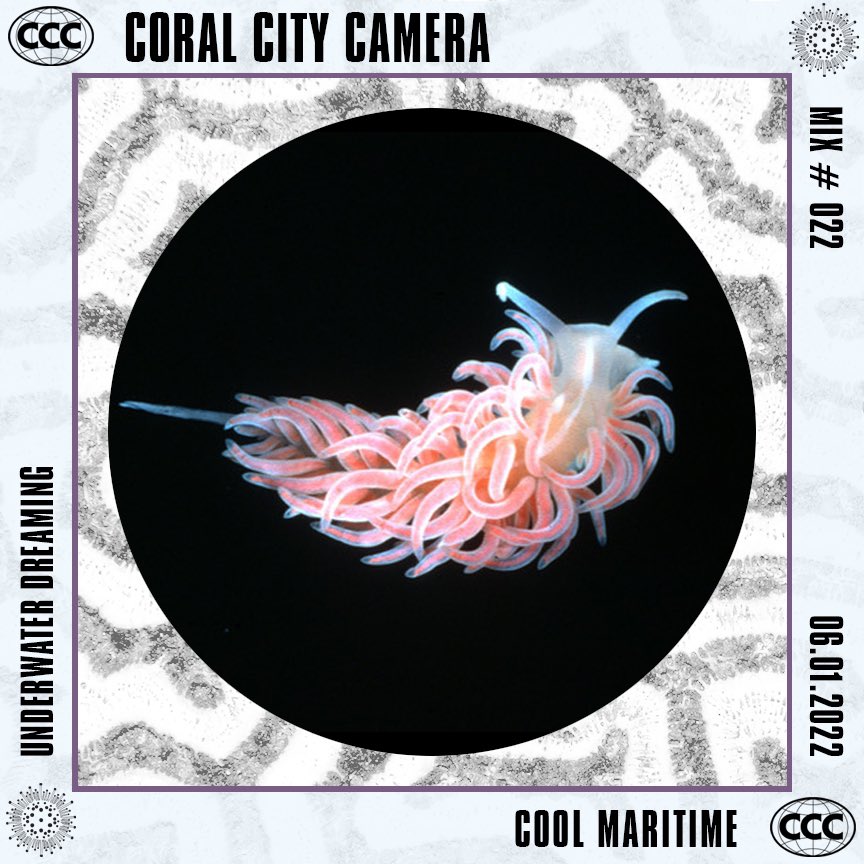 CoralCityCamera's tweet image. Visit the #CoralCityCamera @ coralcitycamera.com to hear the 22nd CCC Mix, 'Underwater Dreaming', by @CoolMaritime soundcloud.com/coralmorpholog…