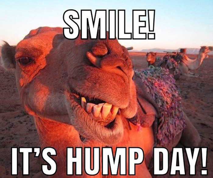 metaatnight's tweet photo. Happy Hump Day hodlers!

#HollywoodApes #MetaAtNight https://t.co/G3xLYpL4Nb