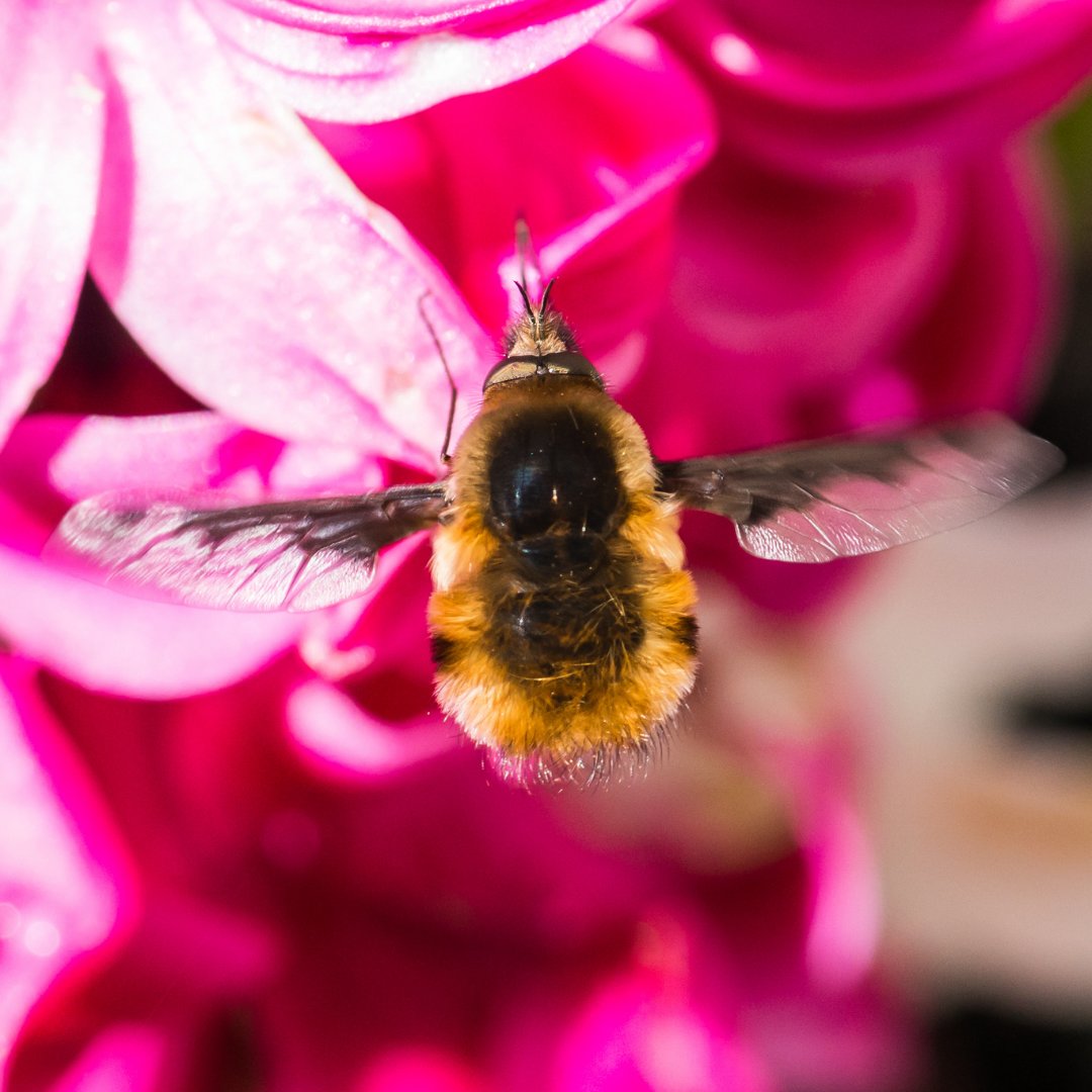 ⭐ Join the June EcoQuest: Unfamiliar Pollinators! ⭐
⁣
🐞 For this EcoQuest, observe any and all examples of lesser-known insect pollinators and the host or nectar plants on which you might find them.

inaturalist.org/projects/unfam…