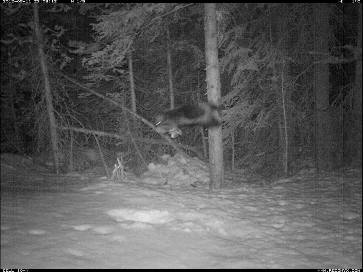 You've head the saying "when pigs fly", but no one said anything about wolverines ability to fly 😳