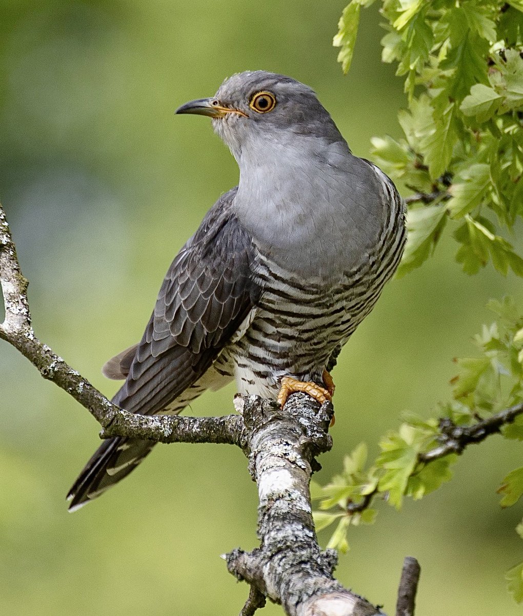 Steve Sanderson tweet media