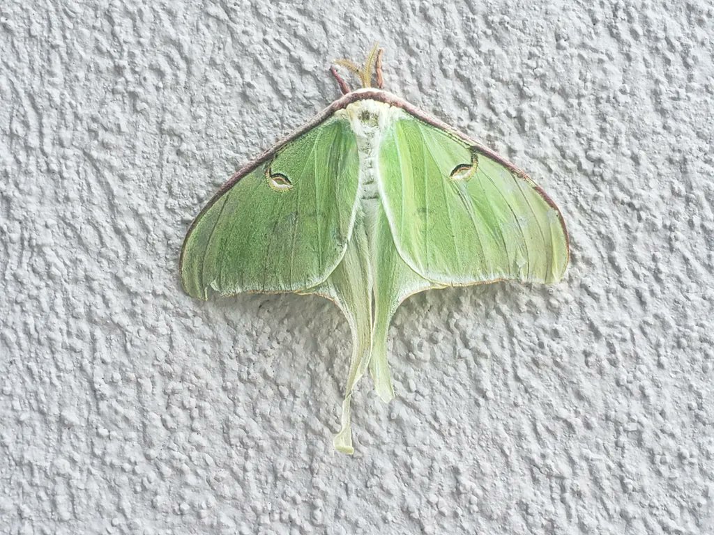Have you ever seen a Luna Moth before? This was an interesting sighting yesterday, at the entrance to the library. Learn all about these fascinating creatures at bit.ly/3M9NrgF! #cmorlibrary #longislandnature
