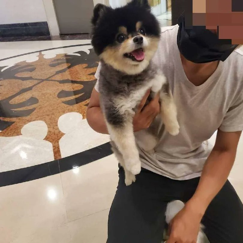 jetfastpet's tweet photo. Pomeranian "Coco" arrived home safely!

#petthailandtotaiwan
#JETFASTPET #dogs #cats #internationaltravel
#petexport #petimport #petrelocation #pettravel
#petshipping #petshipper #pettransporter
#RNATT https://t.co/ZOVXflPAXR