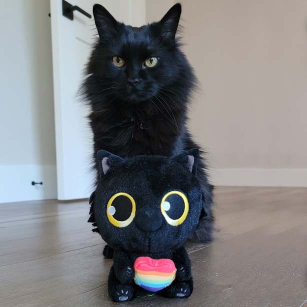 EvanAndKatelyn's tweet photo. 🌈 Limited edition Joob plush just launched with ALL proceeds going to the Trevor Project! PS the little rainbow heart is attached to her paws with velcro and it’s so cute 🥺 She’s on sale for 3 weeks only! 💖 https://t.co/ufHE5ujJms 🐈 https://t.co/JcFv5JbStR