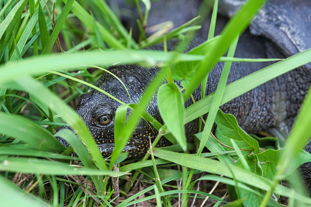 AstaPappataci's tweet photo. おやすみなさい😴
スッポンの目😱
#スッポン
#chinesesoftshellturtle
#中華鱉
#Pelodiscus_sinensis https://t.co/4MpbSF6l50