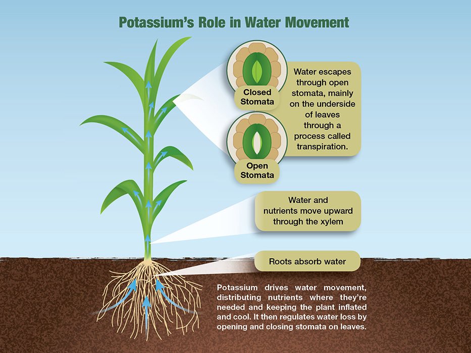 The Healthy Turf Experts on Twitter "The slowing of carbohydrate movement through the plant