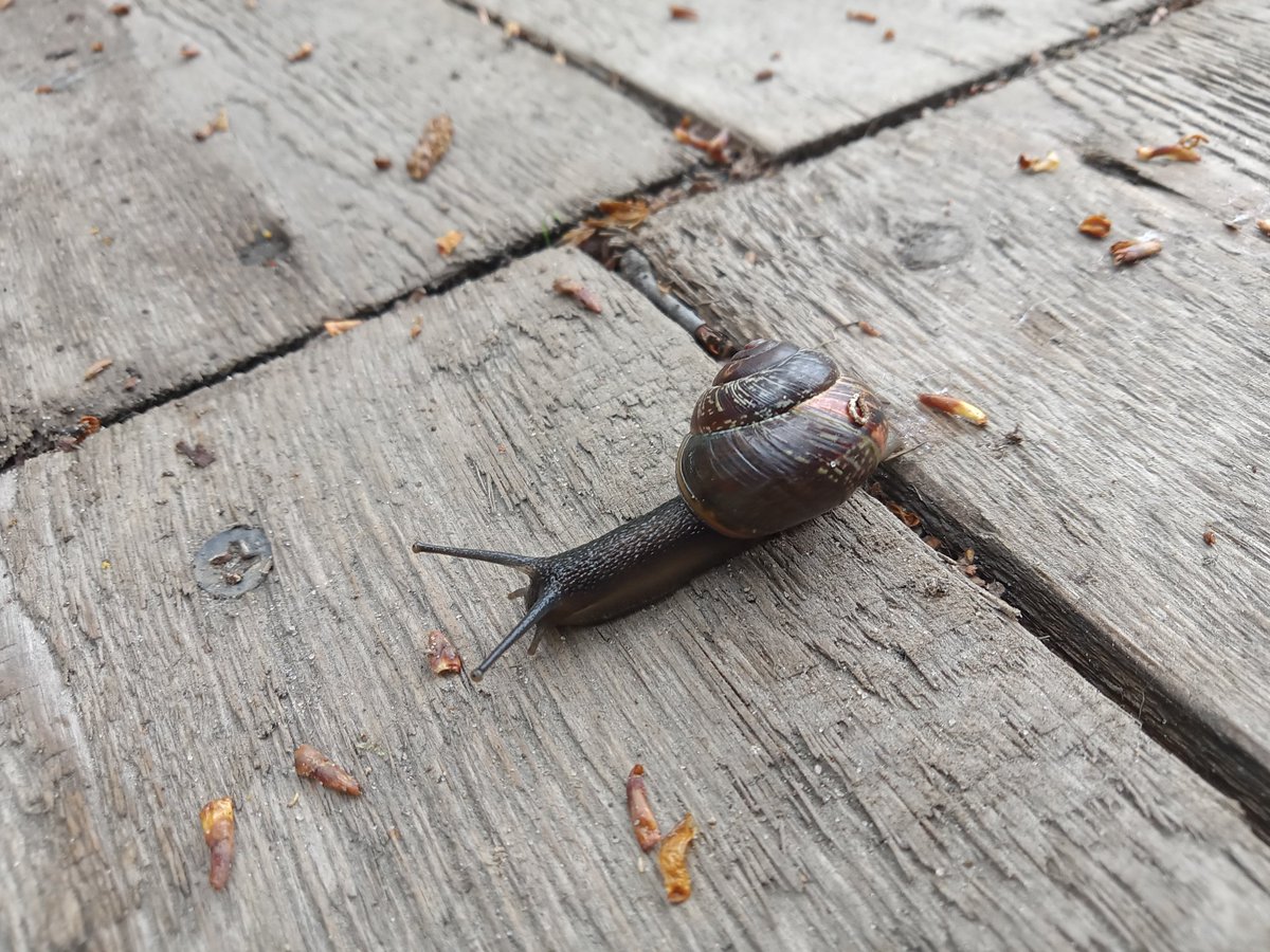 Romkance69's tweet photo. встретилась сегодня мне вот такая крошка🐌 https://t.co/AQiYWJ0JXc