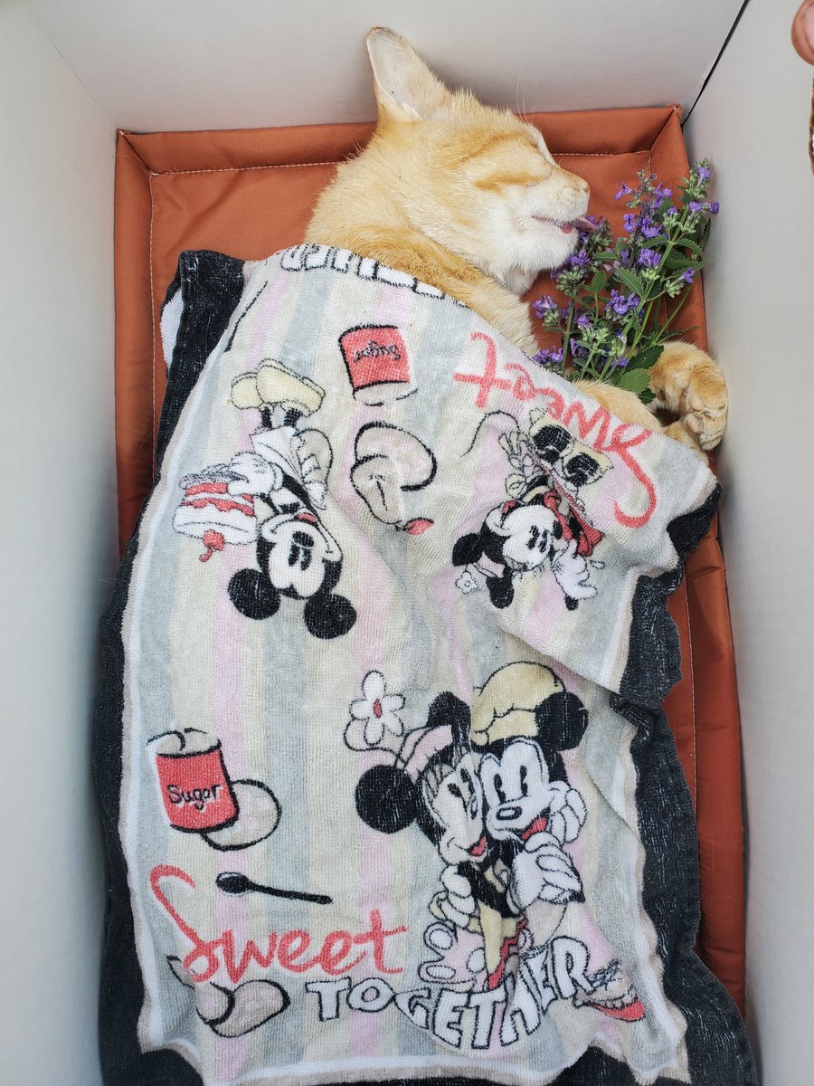 iWannaGoHomeAR's tweet photo. Keep them, and him in your hearts. #RIPStirling
#RainbowBridge https://t.co/lZ9TxgdcOr