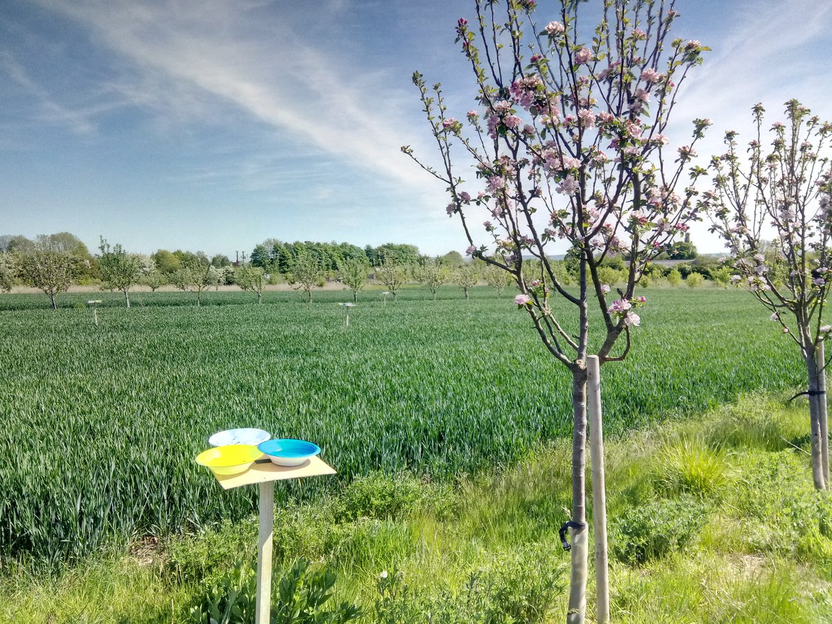 RobbieGirling's tweet photo. Read our latest paper on the effects of agroforestry on pollinator functional diversity here https://t.co/toYATGwgu4 Congrats to Tom Staton for now having published his entire PhD! @ABritinScania #Agrroforestry #Pollinators #Diversity https://t.co/bZe36ud7PW