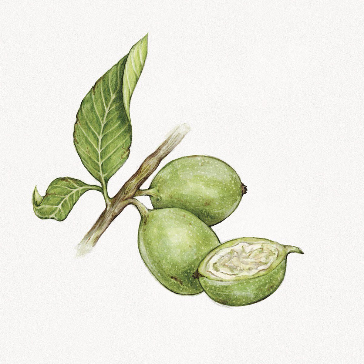 baldevey's tweet photo. Il·lustrar la ratafia: un ingredient cada dia.

Dia 1: Nous verdes https://t.co/30tSuO81Um