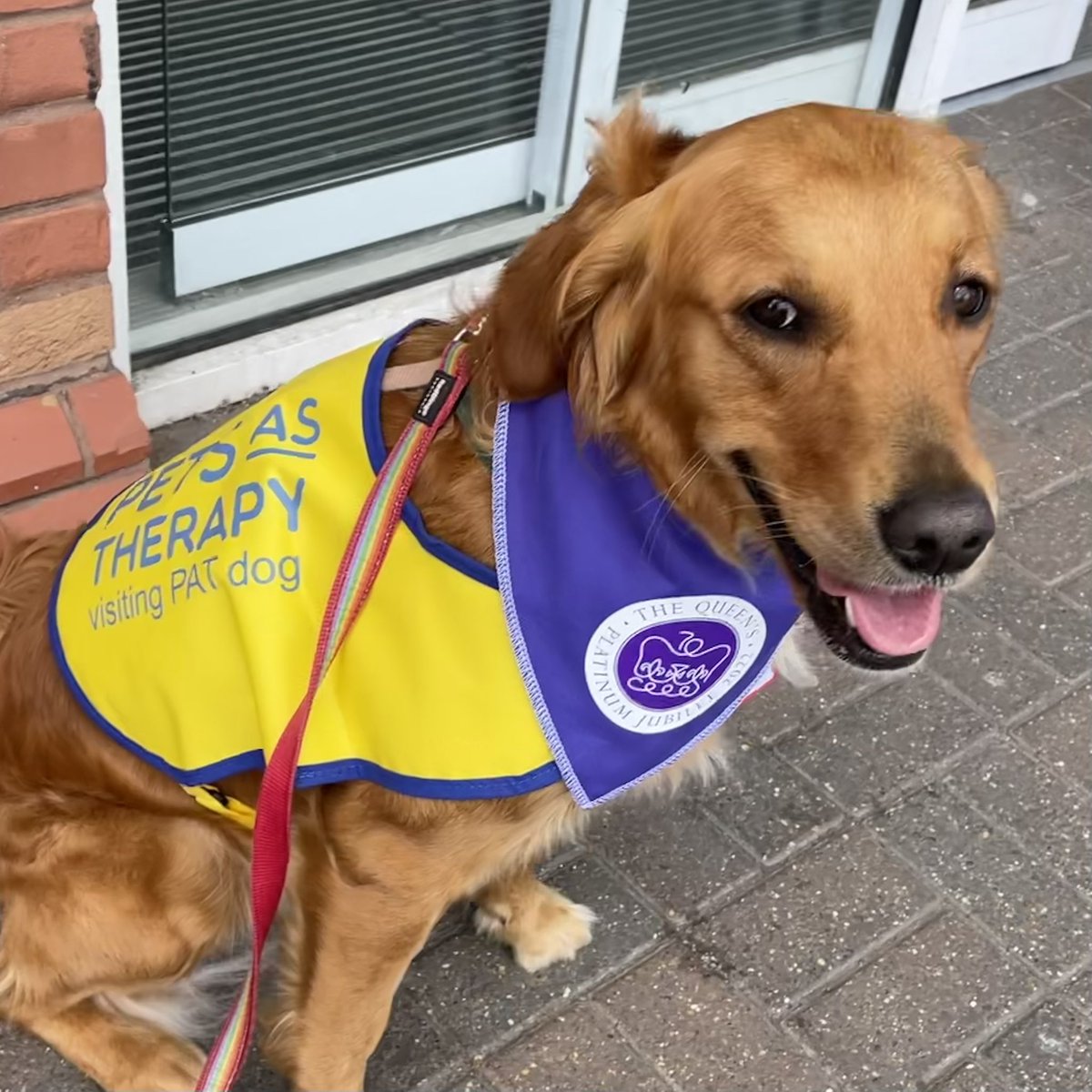 CliveLeachCoach's tweet photo. Me &amp; Miss May had a lovely visit to the staff and patients on the acute stroke ward at Worthing Hospital today! In the spirit of the long weekend May even got to wear her #platinumjubilee2022 bandana! @UHSussex @PetsAsTherapyUK #wellbeing #wellbeingdog #permahpup https://t.co/M0L4iV4nkW