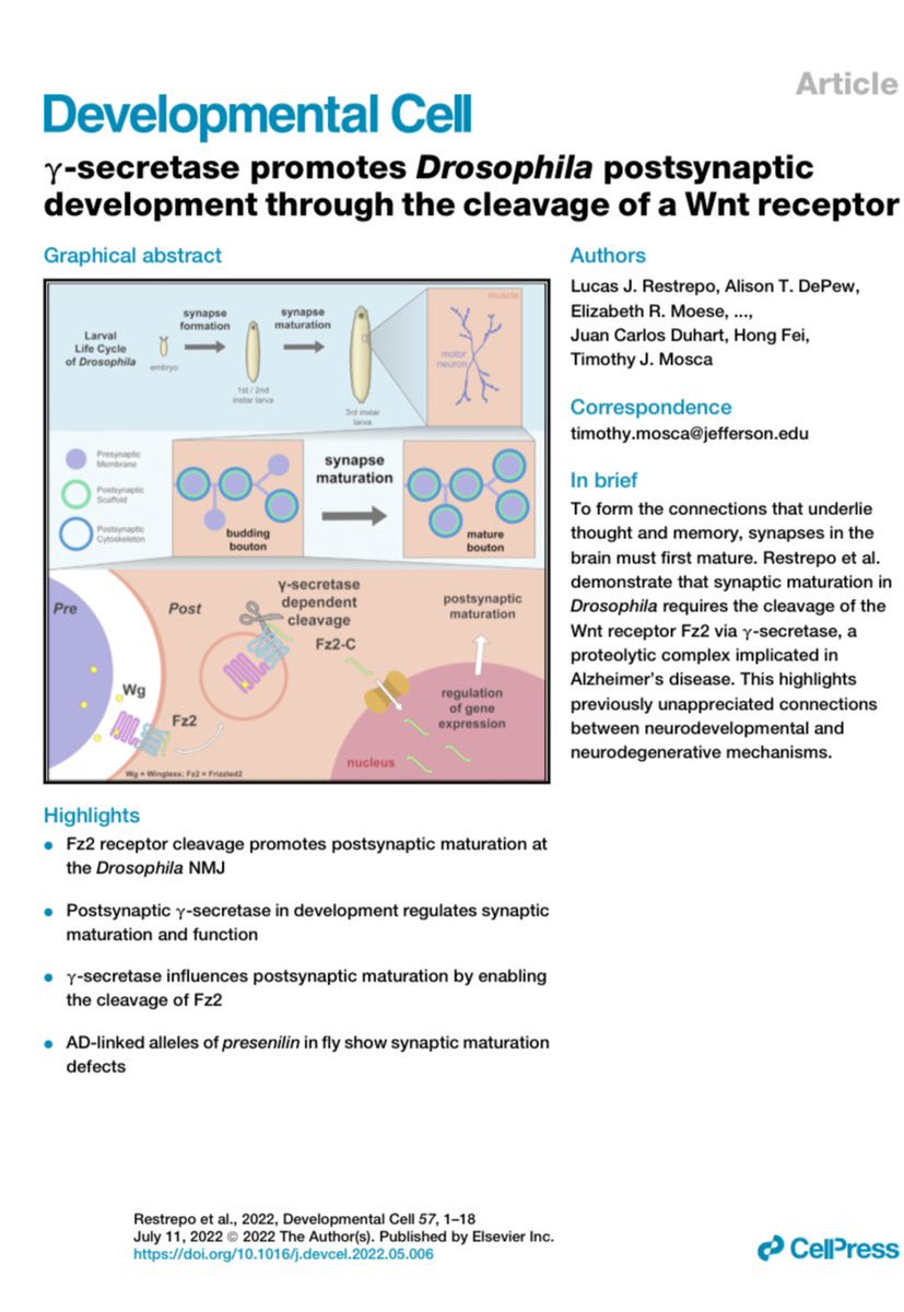 Lucas (@lucas__restrepo) on Twitter photo My first author paper is out in <a href="/Dev_Cell/">Developmental Cell</a> !! We suggest an important functional role for gamma secretase in synapse maturation, many thanks to <a href="/drosophilosophy/">Tim Mosca (he/him)</a> and all of <a href="/MoscaLab/">The Mosca Lab</a> for their incredible efforts! cell.com/developmental-… My first author paper is out in <a href="/Dev_Cell/">Developmental Cell</a> !! We suggest an important functional role for gamma secretase in synapse maturation, many thanks to <a href="/drosophilosophy/">Tim Mosca (he/him)</a> and all of <a href="/MoscaLab/">The Mosca Lab</a> for their incredible efforts! cell.com/developmental-…