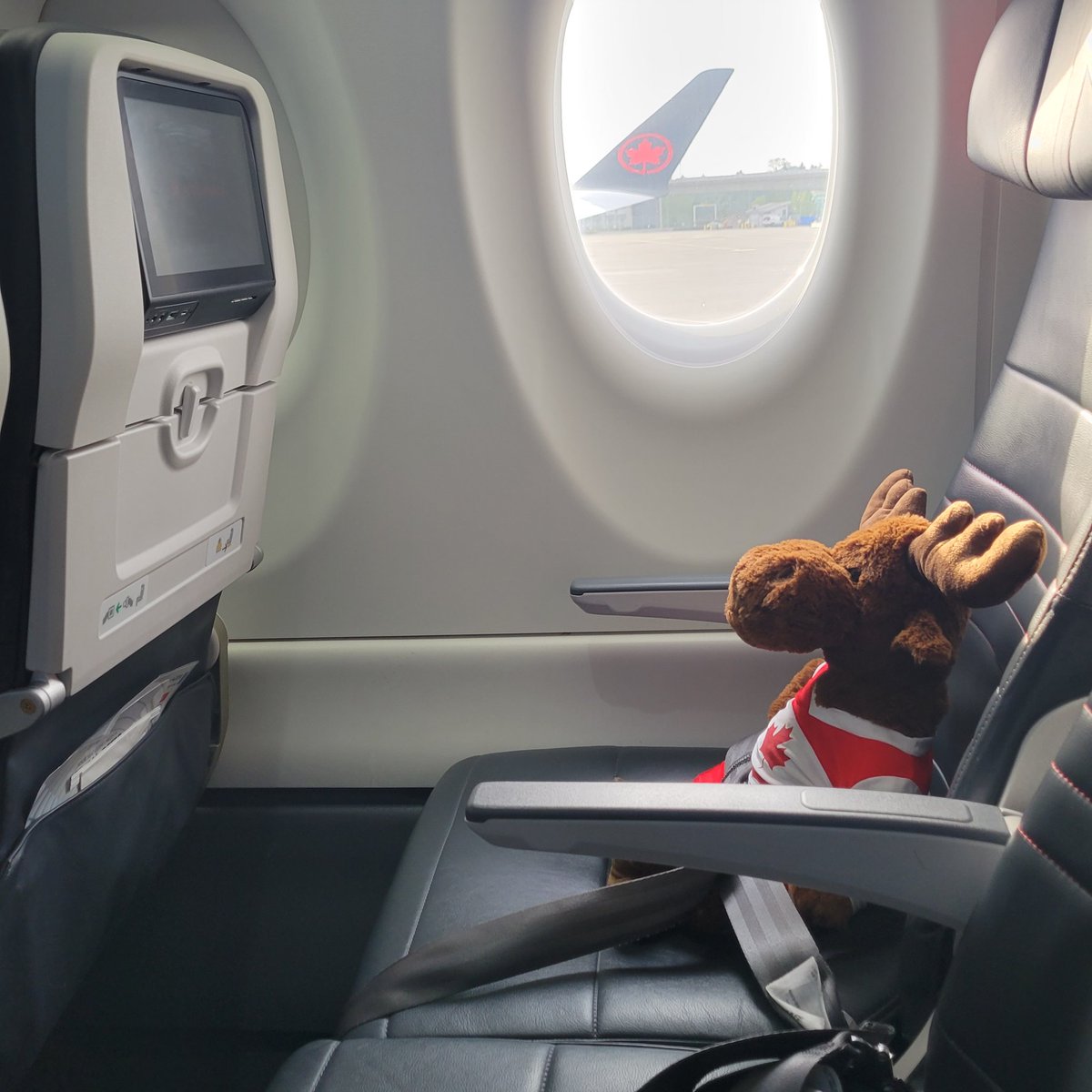 Maddie Morris tweet media