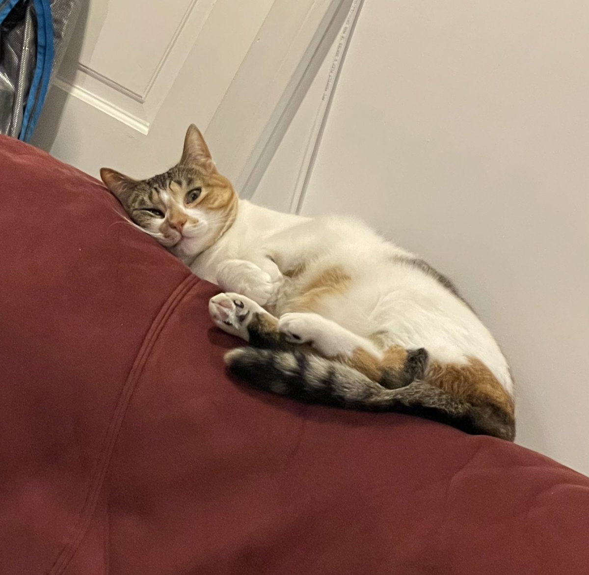 OatmealYour's tweet photo. Your daily oatmeal has an eye on you… 👁 #CalicoCrew #CatsOfTwitter https://t.co/lf0O5BUF8K
