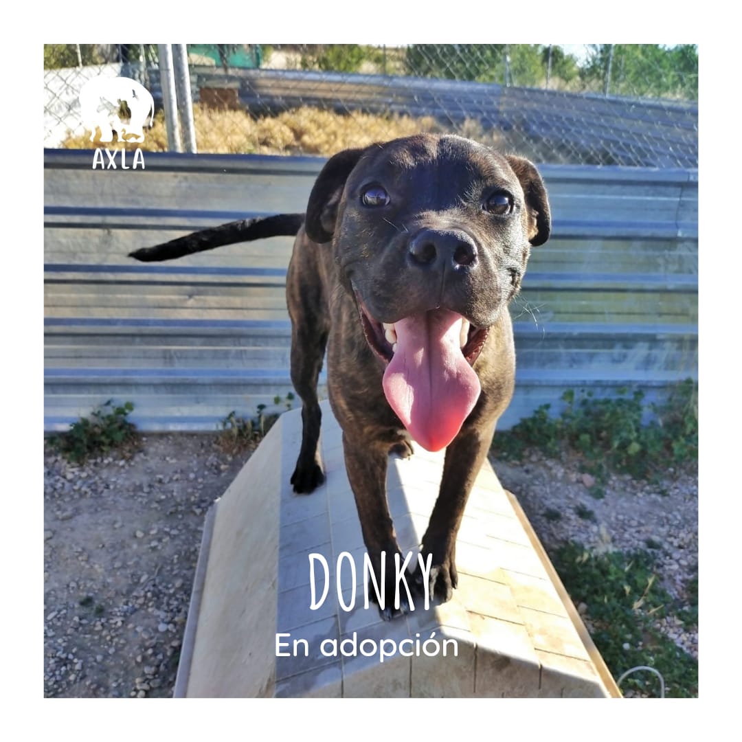 AXLAMADRID's tweet photo. DONKY ✨EN ADOPCIÓN✨
🔸🎂 4 meses
🔸♂️ Macho
🔸📄 Licencia #PPP
🔸🐶 Se lleva bien con otros perros

Como buen cachorro que es, te lo ganas en seguida con juegos 🥎 y un poco de cariño.
 
💌 adopciones@axlamadrid.org https://t.co/c1ZgYeFDeS