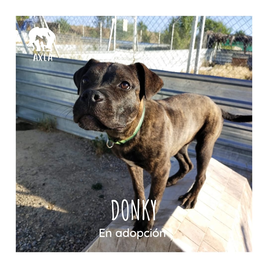 AXLAMADRID's tweet photo. DONKY ✨EN ADOPCIÓN✨
🔸🎂 4 meses
🔸♂️ Macho
🔸📄 Licencia #PPP
🔸🐶 Se lleva bien con otros perros

Como buen cachorro que es, te lo ganas en seguida con juegos 🥎 y un poco de cariño.
 
💌 adopciones@axlamadrid.org https://t.co/c1ZgYeFDeS